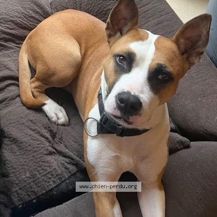 Foto 1/1 Hond teruggevonden Vermist in Mons