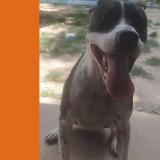 Picture of dog lost at Le Rove