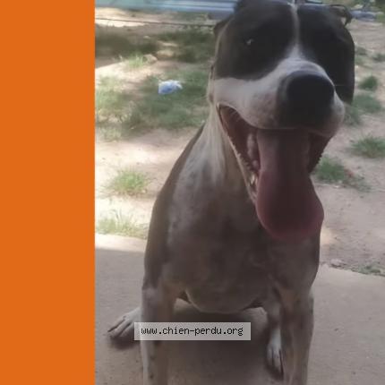 Photo 1/1 Maïcko Chien lost in Le rove