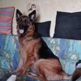 Picture of dog lost at Amiens