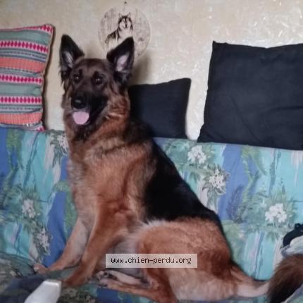 Photo 1/1 Ova Chien lost in Amiens