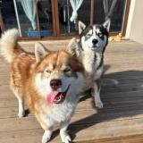 Picture of dog lost at Cuxac D Aude