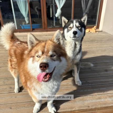 Photo 1/1 Saigo Chien lost in Cuxac d aude