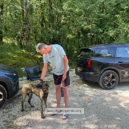 Photo 1/1 Found dog Found in Souillac