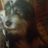 Picture of dog lost at Bellocq