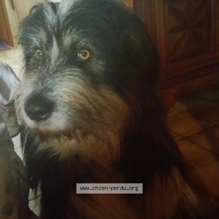 Photo 1/3 DIUK Chien lost in Bellocq