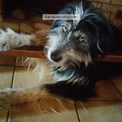 Photo 2/3 DIUK Chien lost in Bellocq