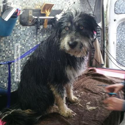 Photo 3/3 DIUK Chien lost in Bellocq