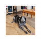 Picture of dog lost at Artigueloutan