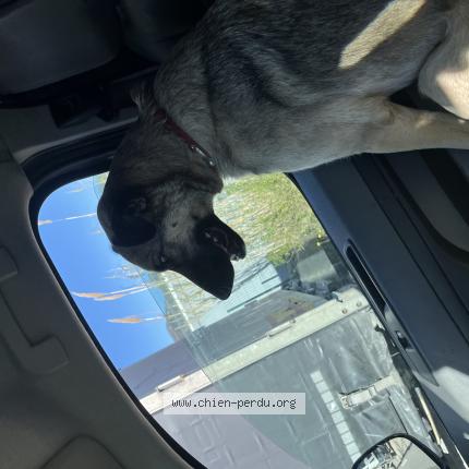 Photo 1/1 Zelda Chien lost in Collobrieres