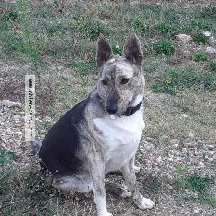 Photo 1/1 Kali Chien lost in Vingrau