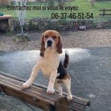 Picture of dog lost at Lonzac