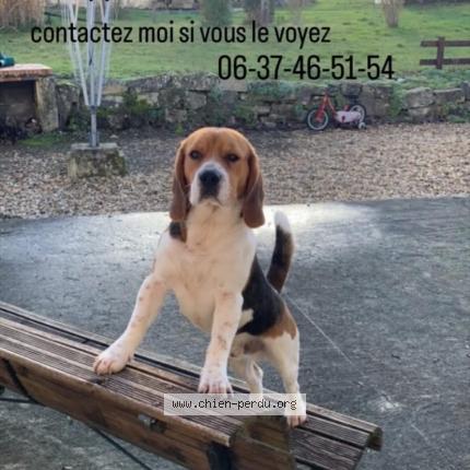Photo 1/1 Timon Chien lost in Lonzac