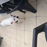 Picture of dog lost at Noyelle Sous Belonne