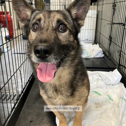 Photo 1/1 Found dog Found in Tourcoing