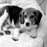 Picture of dog lost at Chignin