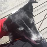 Picture of dog lost at Lapenty