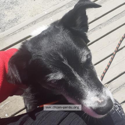 Photo 1/1 Judas Chien lost in Lapenty