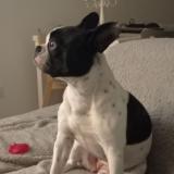 Picture of dog lost at Chazey Sur Ain