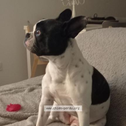 Photo 1/3 Olympe Chien lost in Chazey sur ain