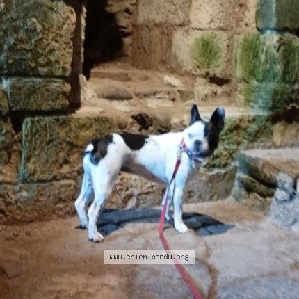 Photo 2/3 Olympe Chien lost in Chazey sur ain