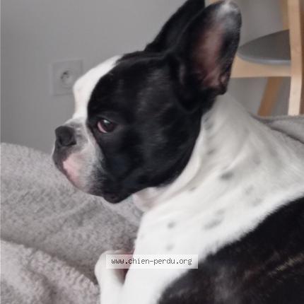 Photo 3/3 Olympe Chien lost in Chazey sur ain