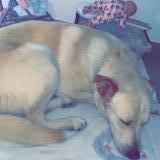 Picture of dog lost at Thorigne Sur Due