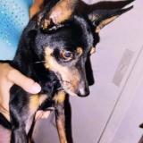 Picture of dog lost at St Clotilde