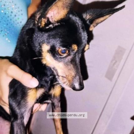 Photo 1/1 Sans nom Chien lost in St clotilde