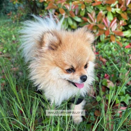 Photo 1/1 Denver Chien lost in Cogolin