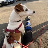 Picture of dog lost at La Tour De Salvagny