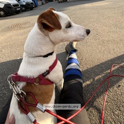 Photo 1/1 Nitro Chien lost in La tour de salvagny