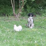 Picture of dog lost at Saint Aignan De Grand Lieu