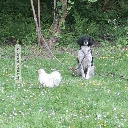 Photo 1/1 Fred Quillaud Chien lost in Saint aignan de grand lieu