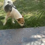 Picture of dog found at Les Molieres