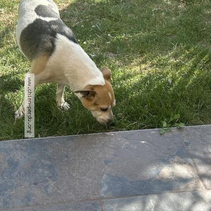 Photo 1/1 Found dog Found in Les molieres