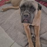 Picture of dog lost at La Sone