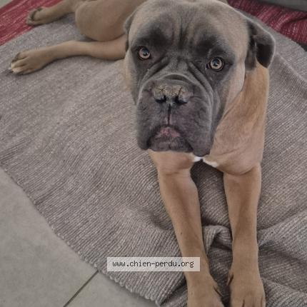 Photo 1/1 SAYANE Chien lost in La sone