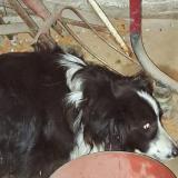 Picture of dog found at Cellieu