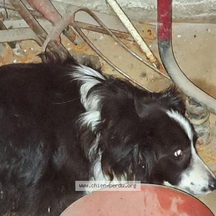 Photo 1/1 Found dog Found in Cellieu