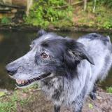 Picture of dog lost at Plouigneau