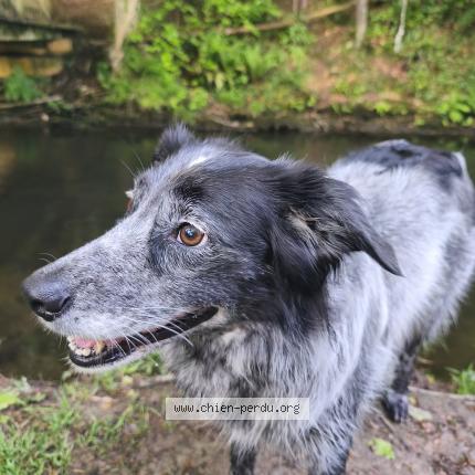 Photo 1/1 Joki Chien lost in Plouigneau