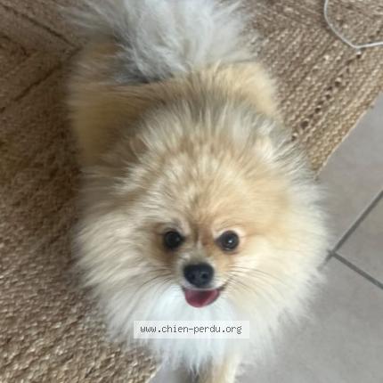 Photo 1/1 armanie Chien lost in Rouffiac