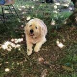 Picture of dog lost at Sigalens