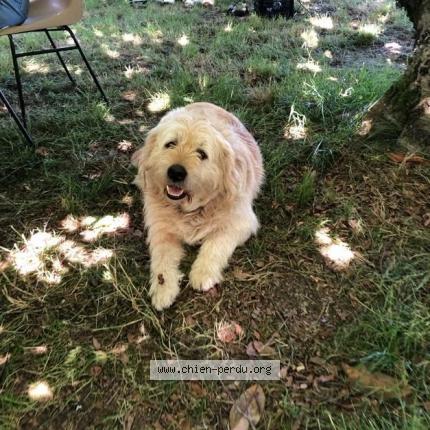 Photo 1/1 Hélios Chien lost in Sigalens