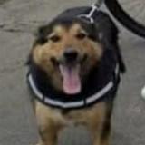 Picture of dog lost at Thereval