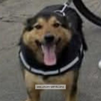 Photo 1/1 Nitro Chien lost in Thereval