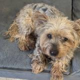 Picture of dog lost at Hauterive