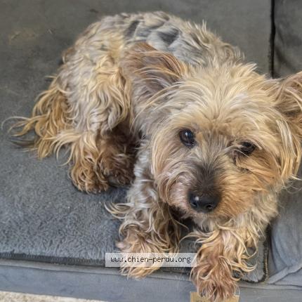 Photo 1/1 Gaby Chien lost in Hauterive