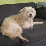 Picture of dog lost at Ciudad De Mexico